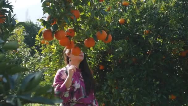 Mujer joven caminando en el jardín naranja recogiendo frutas — Vídeo de stock