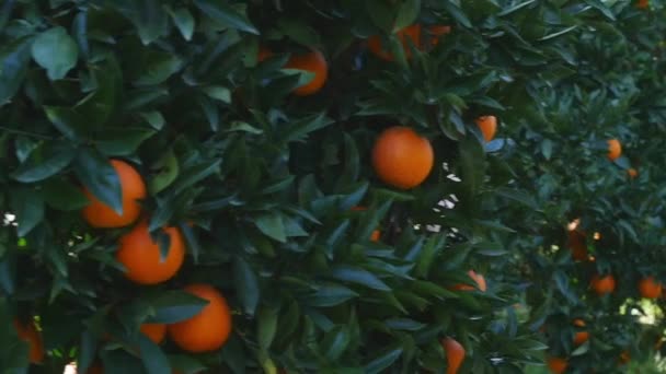 Jonge mooie vrouw met sinaasappels voor haar ogen — Stockvideo