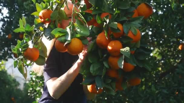 Giovane donna guardando rami d'arancia — Video Stock