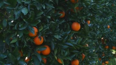 Genç ve güzel bir kadın gözlerinin önünde portakal tutuyor.