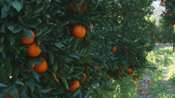 젊고 예쁜 여자가 오렌지 나무를 흘끗 본다 — 비디오