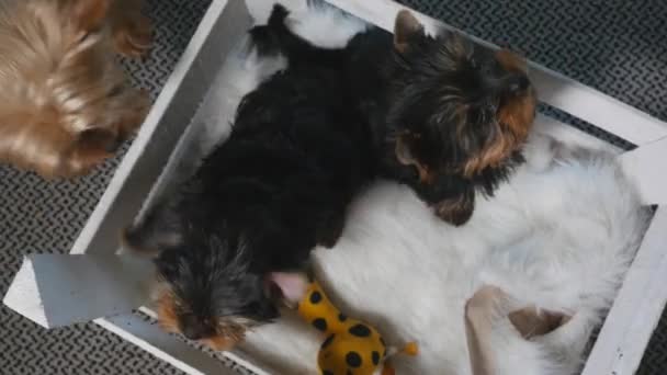 Dos cachorros de Yorkshire en la caja — Vídeo de stock