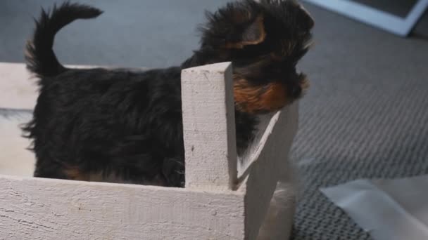 Yorkshire puppy in de doos — Stockvideo