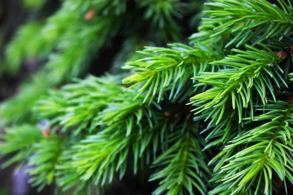 Young Fir Needles Background — Stock Photo, Image