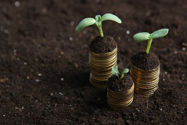 Montones Monedas Oro Suelo Brotes Verdes Frescos Concepto Crecimiento Ingresos — Foto de Stock