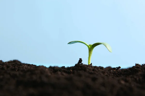 Brote Nuevo Tierra Concepto Del Día Tierra — Foto de Stock