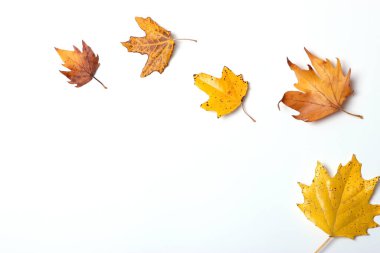 Sonbahar kompozisyonu ve sonbahar yaprakları