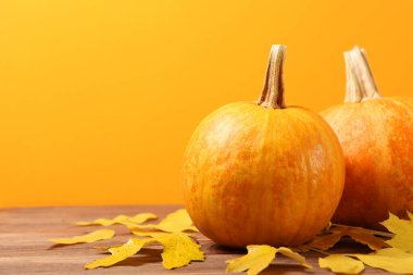 Renkli bir arka planda balkabakları. Şükran Günü geçmişi. Sonbahar arkaplanı.