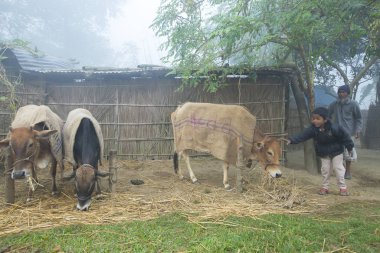 Bangladeş 06 Ocak 2014: Sisli bir kış sabahı, hayvanlar Ranisankail, Thakurgaon 'da hayatta kalıyorlar..
