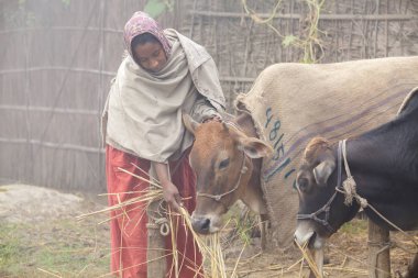 Bangladeş 06 Ocak 2014: Sisli bir kış sabahı, bir kadın evcil ineğiyle besleniyor Ranisankail, Thakurgaon 'da.