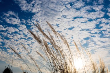 Catkin çiçekleri, Kans otları (Saccharum spontaneum) veya Kashful (Bengalce) ile güzel mavi gökyüzü Chandpur, Bangladeş.