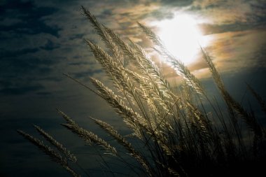 Catkin çiçekleri, Kans otları (Saccharum spontaneum) veya Kashful (Bengalce) Chandpur, Bangladeş 'te güzel karamsar ışık ile.
