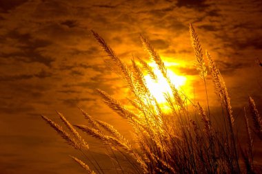 Catkin çiçekleri, Kans otları (Saccharum spontaneum) veya Kashful (Bengalce) ile güzel Altın Gün batımı Chandpur, Bangladeş.