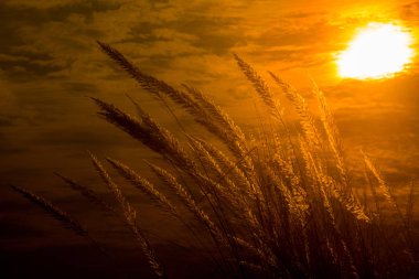 Catkin çiçekleri, Kans otları (Saccharum spontaneum) veya Kashful (Bengalce) ile güzel Altın Gün batımı Chandpur, Bangladeş.