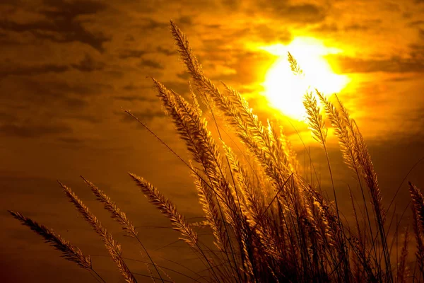 Catkin çiçekleri, Kans otları (Saccharum spontaneum) veya Kashful (Bengalce) ile güzel Altın Gün batımı Chandpur, Bangladeş.