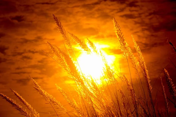 Catkin çiçekleri, Kans otları (Saccharum spontaneum) veya Kashful (Bengalce) ile güzel Altın Gün batımı Chandpur, Bangladeş. — Stok fotoğraf