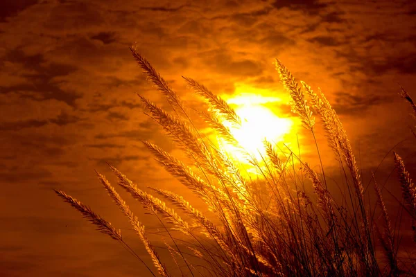 Catkin çiçekleri, Kans otları (Saccharum spontaneum) veya Kashful (Bengalce) ile güzel Altın Gün batımı Chandpur, Bangladeş. — Stok fotoğraf