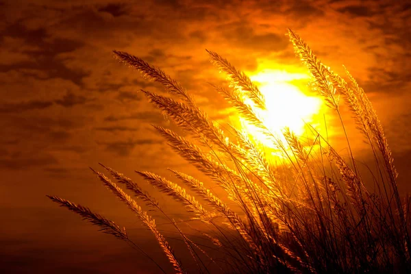 Catkin květiny, Kans tráva (Saccharum spontaneum) nebo Kashful (v bengálštině) s krásným Golden Sunset v Chandpur, Bangladéš. — Stock fotografie