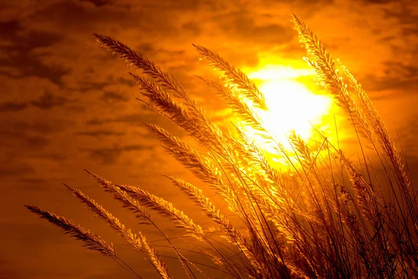 Catkin çiçekleri, Kans otları (Saccharum spontaneum) veya Kashful (Bengalce) ile güzel Altın Gün batımı Chandpur, Bangladeş.