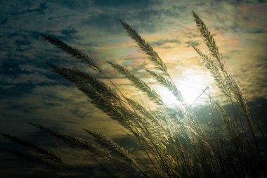 Catkin çiçekleri, Kans otları (Saccharum spontaneum) veya Kashful (Bengalce) Chandpur, Bangladeş 'te güzel karamsar ışık ile.