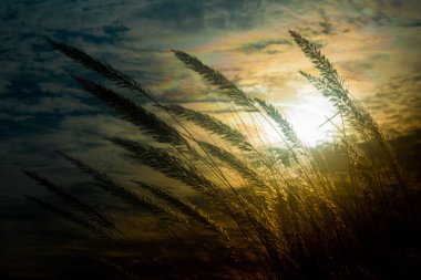 Catkin çiçekleri, Kans otları (Saccharum spontaneum) veya Kashful (Bengalce) ile güzel Altın Gün batımı Chandpur, Bangladeş.