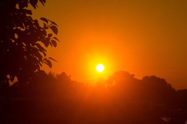 Güneşin altın parıltısıyla birlikte sisli gündoğumu görüntüsü gökyüzünü aydınlatıyor. Koyu renk en büyük ağaç yaprakları yaşlı bir Jackfruit ağacı..