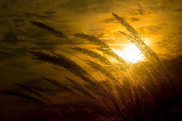 Catkin květiny, Kans tráva (Saccharum spontaneum) nebo Kashful (v bengálštině) s krásným Golden Sunset v Chandpur, Bangladéš. — Stock fotografie