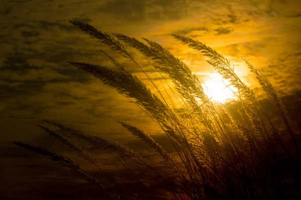 Catkin çiçekleri, Kans otları (Saccharum spontaneum) veya Kashful (Bengalce) ile güzel Altın Gün batımı Chandpur, Bangladeş. — Stok fotoğraf