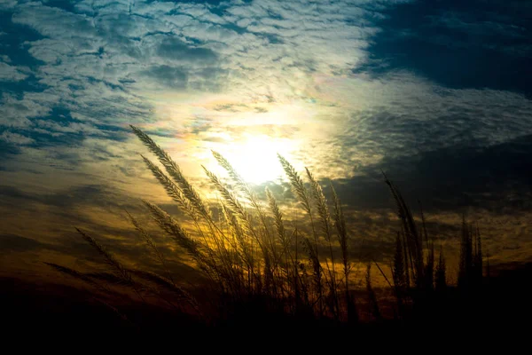 Catkin çiçekleri, Kans otları (Saccharum spontaneum) veya Kashful (Bengalce) Chandpur, Bangladeş 'te güzel karamsar ışık ile. — Stok fotoğraf