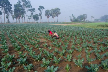 Bangladesh  January 24, 2020: Some workers are clearing the weeds of their broccoli land in winter morning at Savar, Dhaka