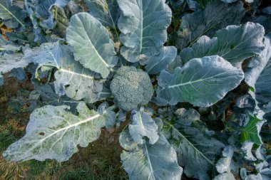 Yeşil brokoli, çiğ taneleri, su damlaları veya sebze bahçesindeki yağmur damlaları. Kapat ve üst görünüm.