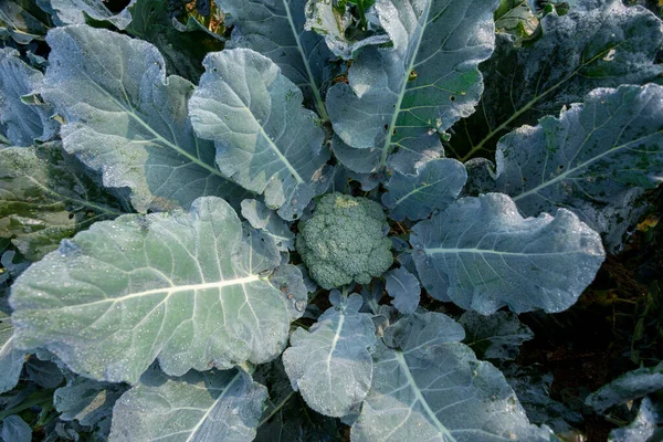 Healthy Green Organic Broccoli Plant Growing Vegetable Garden Close Top — Stock Photo, Image