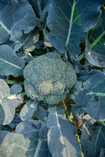 野菜の庭で露や水滴や雨滴と緑のブロッコリーの植物 閉じると上のビュー — ストック写真