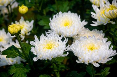 Bahçede tomurcukları ve arka planda yeşil yaprakları olan bir demet beyaz kasımpatı çiçeği..