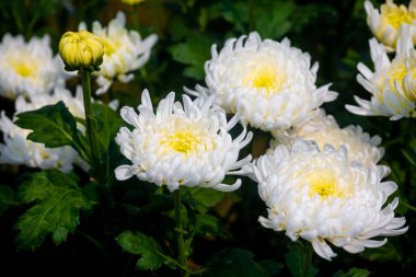 Bahçede tomurcukları ve arka planda yeşil yaprakları olan bir demet beyaz kasımpatı çiçeği..