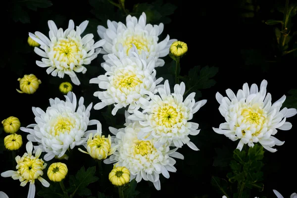 孤立した黒の背景に白い菊の花を咲かせる束 — ストック写真