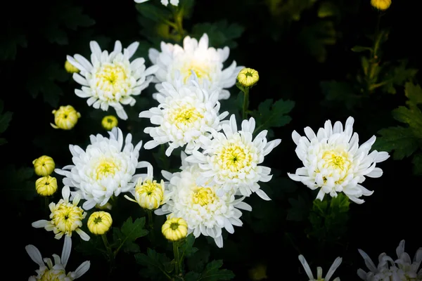 Букет Квітучої Білої Квітки Хризантеми Ізольованому Чорному Фоні — стокове фото