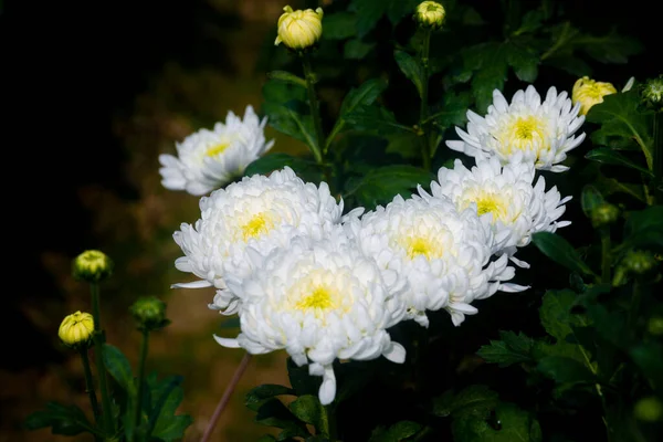 Букет Квітучої Білої Квітки Хризантеми Бутонами Саду Зеленим Листям Фоні — стокове фото