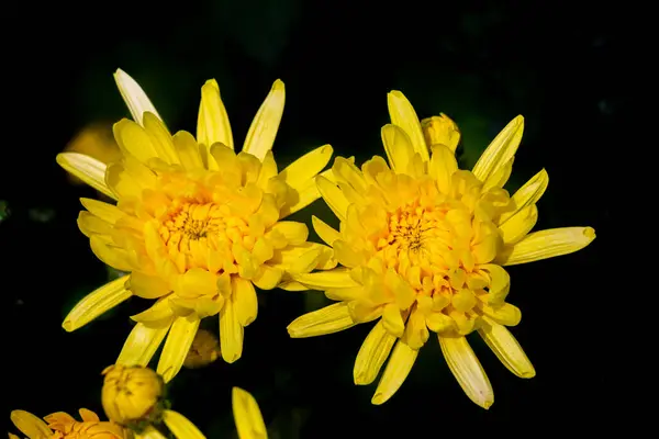 Букет Квітучих Жовтих Квітів Хризантем Темно Чорному Тлі — стокове фото