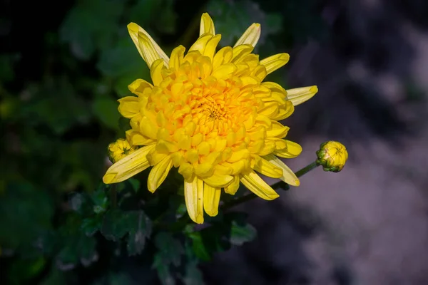 Crisantemos Amarillos Hermosas Flores Amarillas Que Crecen Jardín Invierno Primer —  Fotos de Stock