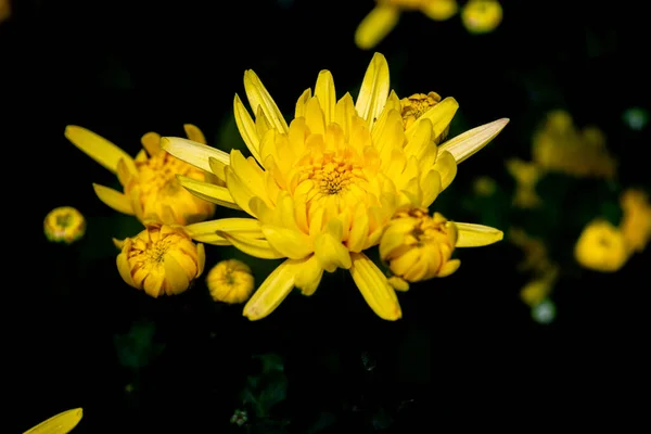 Bunch Blooming Yellow Chrysanthemum Flowers Dark Black Background — Stock Photo, Image