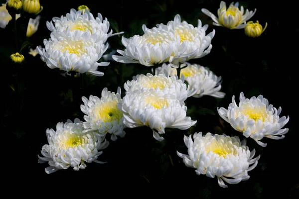 Кучка Цветущих Белых Цветков Хризантемы Изолированном Черном Фоне — стоковое фото