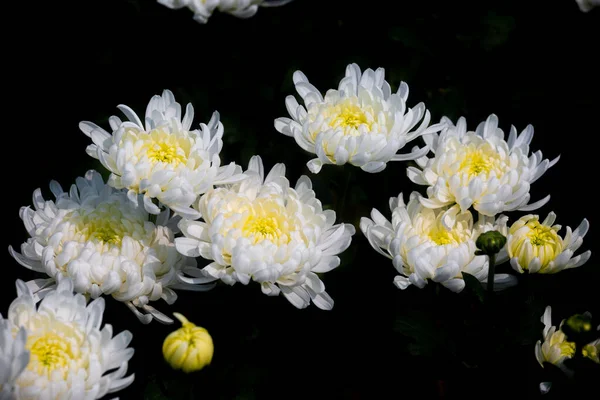 Bunch Blooming White Chrysanthemum Flower Isolated Black Background — Stock Photo, Image