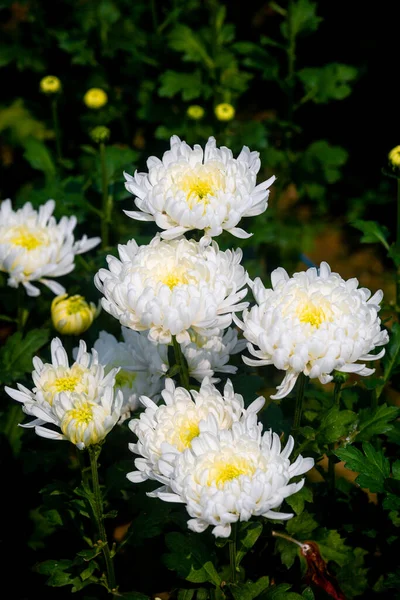 Букет Квітучої Білої Квітки Хризантеми Бутонами Саду Зеленим Листям Фоні — стокове фото