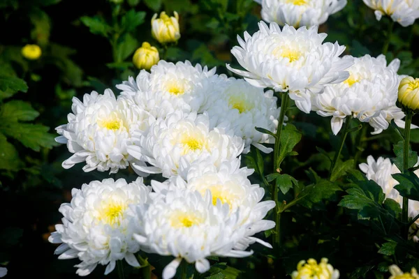 Ett Gäng Blommande Vit Krysantemum Blomma Med Knoppar Trädgård Med — Stockfoto
