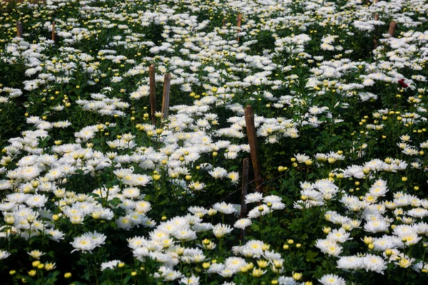 野に咲く白い菊の花 庭に緑の葉を持つ花 自然背景 — ストック写真