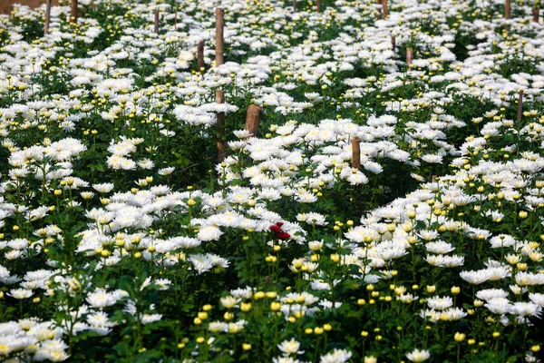 野に咲く白い菊の花 庭に緑の葉を持つ花 自然背景 — ストック写真