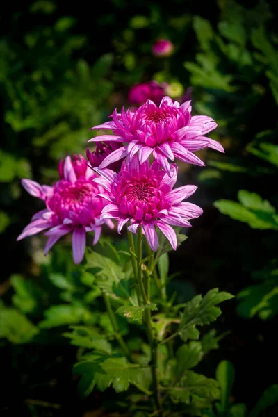 Ein Bündel Blühender Rosa Chrysanthemenblüten Garten Nahaufnahmen Und Aufnahmen Von — Stockfoto