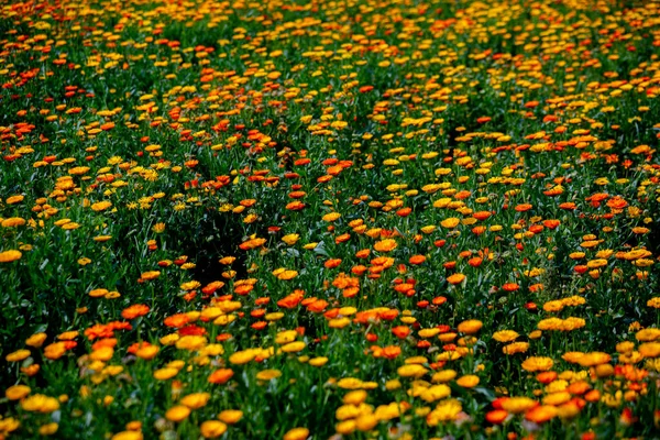 Blühende Orange Gelbe Chrysanthemen Blühen Über Field Blumen Mit Grünen — Stockfoto