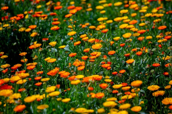 フィールド上にオレンジ色黄色の菊の花を咲かせます 庭に緑の葉を持つ花 自然背景 — ストック写真